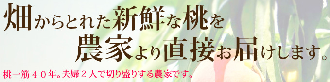 畑からとれた新鮮な桃を農家より直接お届けします。桃一筋40年。夫婦2人で切り盛りする農家です。